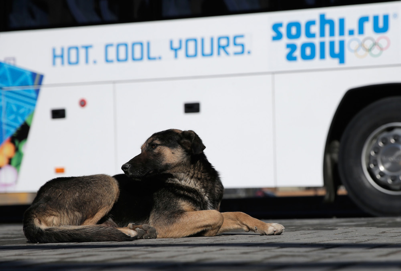 Illustration for article titled The Dogs Of Sochi